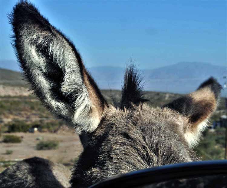 donkeys on road